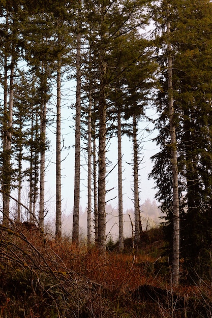 Beau coup d'arbres verts dans la forêt