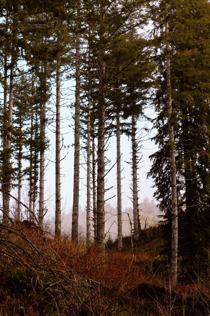 Beau coup d'arbres verts dans la forêt