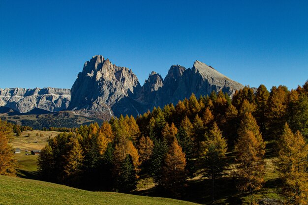 Beau coup d'arbres verts et de montagne au loin en dolomite Italie