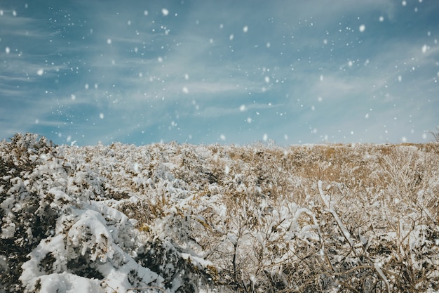 Beau coup de branches en bois recouvertes de neige en hiver