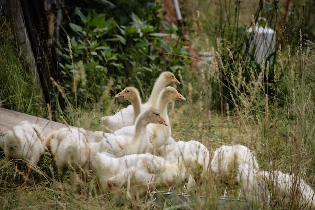 Beau coup de canards blancs