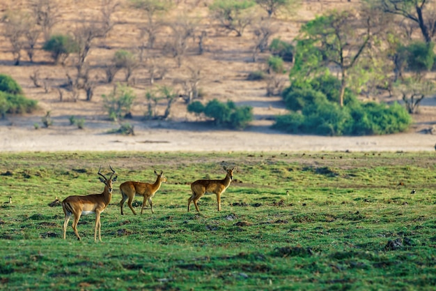 Photo gratuite beau coup de cerf debout sur un terrain herbeux avec un naturel flou