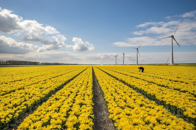 Beau coup de champ de fleurs jaunes avec des moulins à vent sur le côté sous un ciel bleu