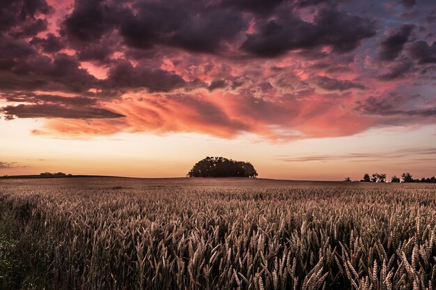 Beau coup de champ de Triticale pendant le coucher du soleil