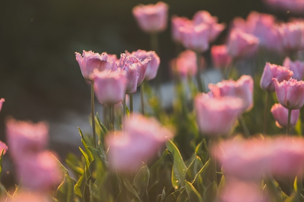 Photo gratuite beau coup de champ de tulipes roses - idéal pour un papier peint ou un mur naturel