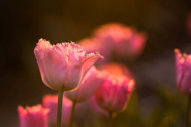 Beau coup de champ de tulipes roses