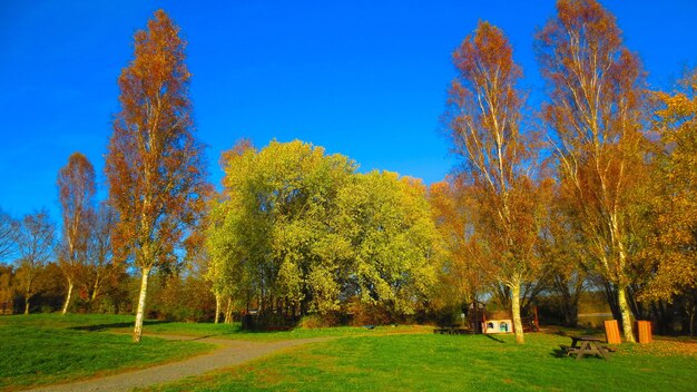 Beau coup de champs verts avec de grands pins sous un ciel bleu clair