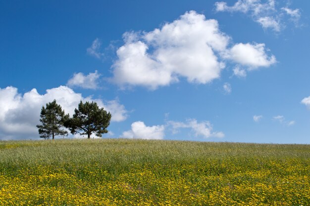 Beau coup de deux arbres poussant dans un greenfield