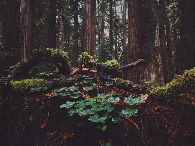 Beau coup de feuilles dans la forêt avec de la mousse qui pousse sur eux un jour de pluie