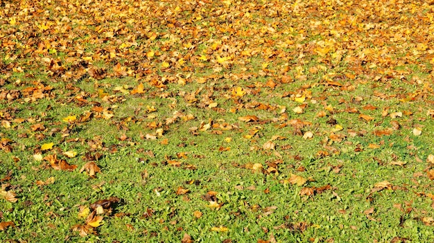 Beau coup de feuilles sèches sur le sol en herbe