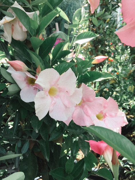 Beau coup de fleurs roses dans un jardin botanique