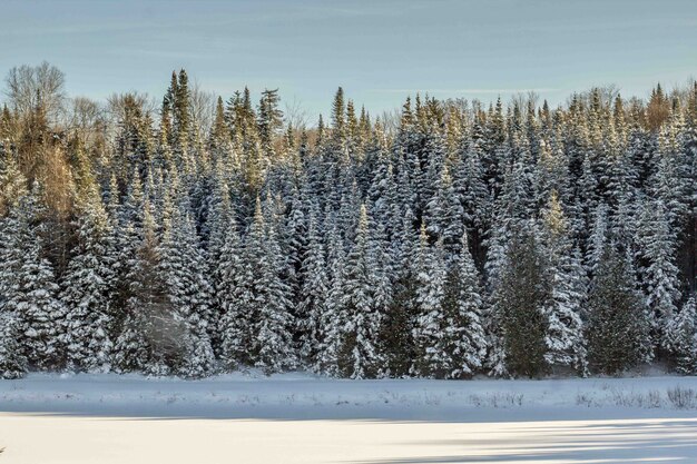 Beau coup d'une forêt de pins couverte de neige pendant l'hiver