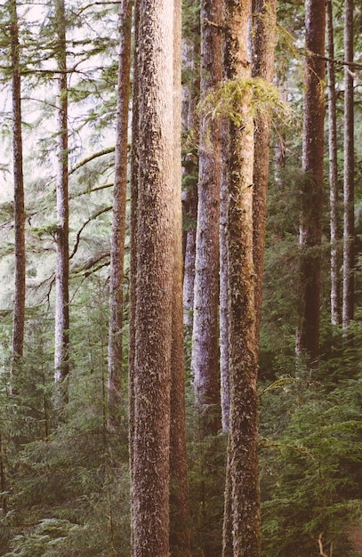 beau coup d'une forêt