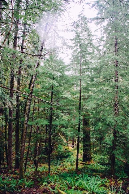 Photo gratuite beau coup d'une forêt