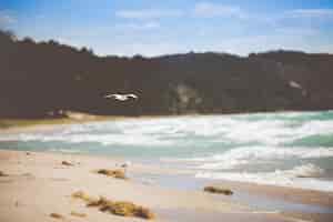 Photo gratuite beau coup de mouettes sur une plage avec un arrière-plan flou pendant la journée