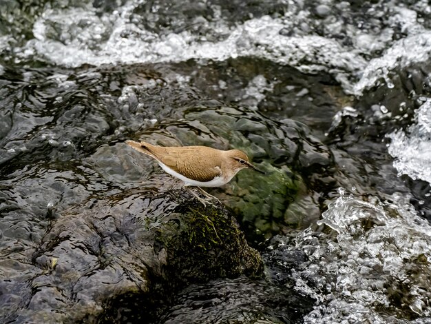 Beau coup un oiseau bécasseau commun près de la rivière Sakai dans une forêt à Kanagawa, Japon