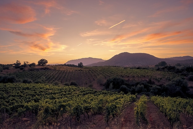 Beau Coup De Plantes Poussant Dans Le Domaine Avec Des Montagnes Au Loin Sous Un Ciel Bleu