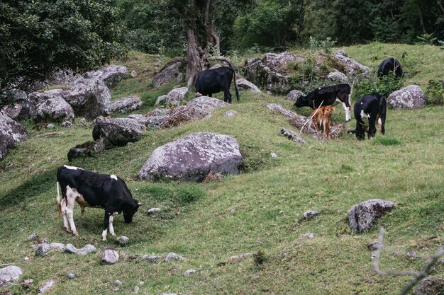 Beau coup de vaches qui paissent