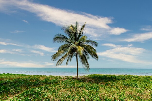 Beau décor d'un palmier au milieu de la verdure avec la mer calme en arrière-plan