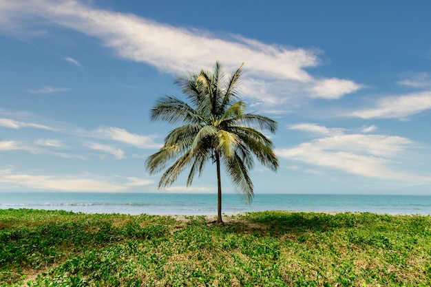 Beau décor d'un palmier au milieu de la verdure avec la mer calme en arrière-plan