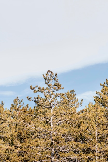 Photo gratuite beau détail dans la forêt sauvage