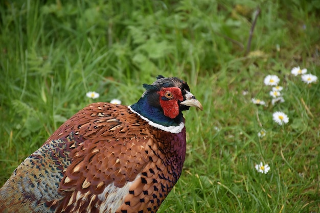 Beau faisan de gibier sauvage avec un rouge éclatant sur son visage.