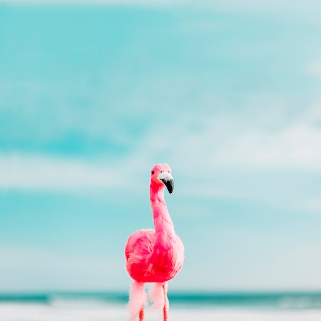 Beau flamant rose en été