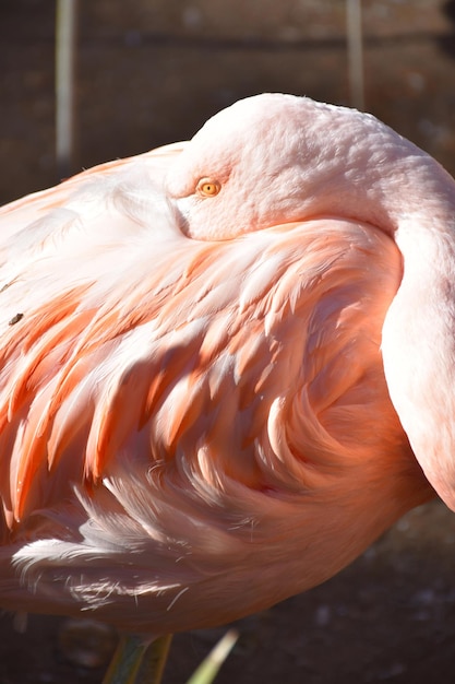 Beau flamant rose avec sa tête sous son aile.