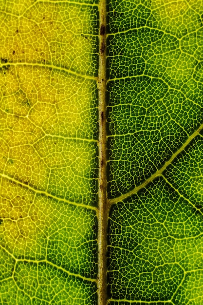 Beau fond d'une feuille d'arbre exotique avec des textures intéressantes