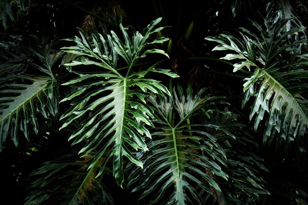 Beau fond de feuilles exotiques