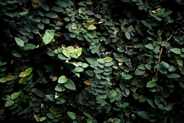 Beau fond de feuilles