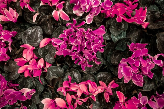 Beau fond naturel avec beaucoup de cyclamen. Le concept d'un fond végétal naturel. Cyclamen en pot, fleuri de grandes fleurs colorées.