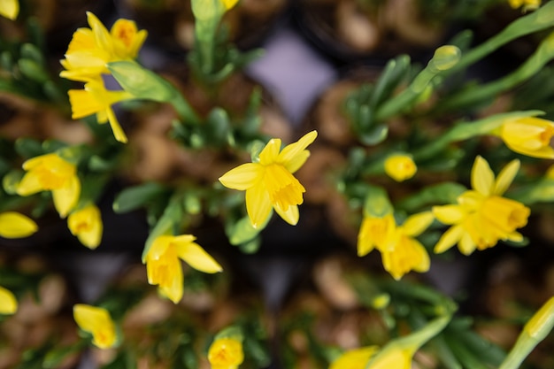 Beau fond naturel avec beaucoup de petites jonquilles jaunes. Le concept d'un fond de plante naturelle. Photographie détaillée en gros plan.