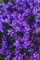 Photo gratuite beau fond naturel avec gros plan de fleurs violettes