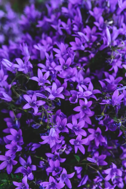 Beau fond naturel avec gros plan de fleurs violettes