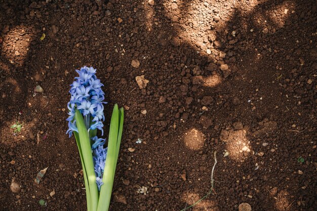 Beau fond pour les concepts de jardinage