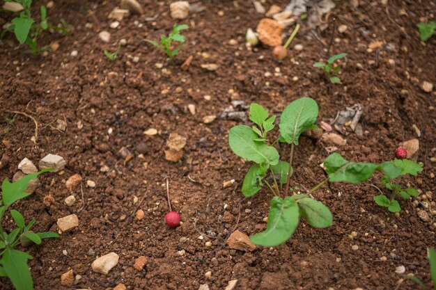 Beau fond pour les concepts de jardinage