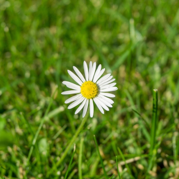 Beau gros plan de camomille blanche