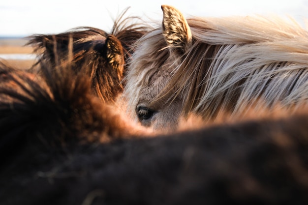 Beau gros plan de chevaux bruns et blancs