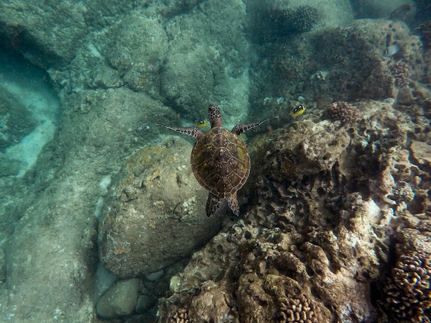 Beau gros plan d'une grande tortue nageant sous l'eau dans l'océan