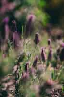 Photo gratuite beau gros plan de mise au point sélective de lavandes violettes avec un naturel flou