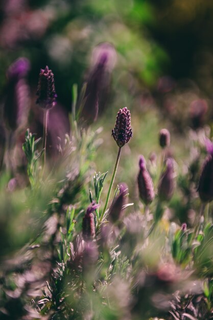 Beau gros plan de mise au point sélective de lavandes violettes avec un naturel flou