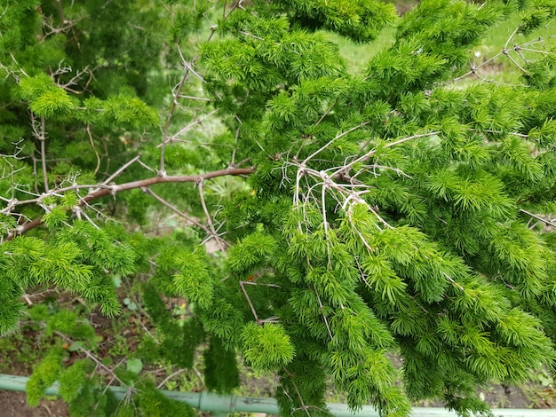 Beau gros plan de pin étang avec des feuilles vertes dans la forêt