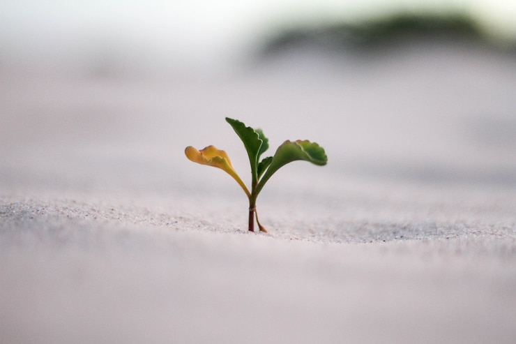 Photo gratuit beau gros plan d'une plante jaune et verte dans un sable