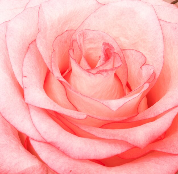 Beau gros plan d'une rose rose