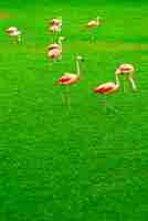 Photo gratuite beau groupe de flamants roses marchant sur l'herbe dans le parc