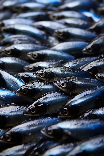 Beau groupe de poissons sous l'eau