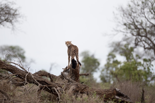 Beau guépard debout sur une grande branche