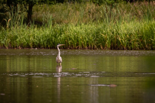 Beau héron cendré dans le pré oiseau merveilleux dans l'habitat naturel