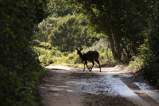 Beau jeune cerf s'éloignant sur un sentier boueux entouré d'arbres